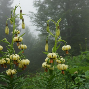 Lilium ciliatum